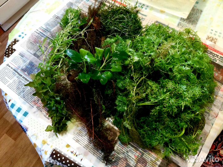 Прополка и Эхинодорусы