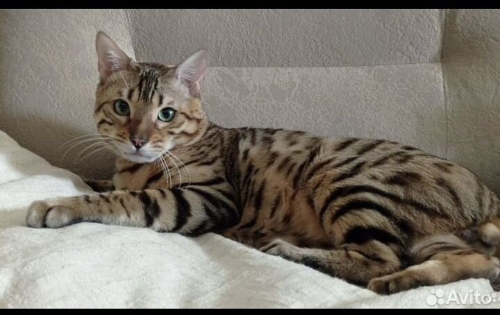Бенгальский зеленоглазый красавец на вязку