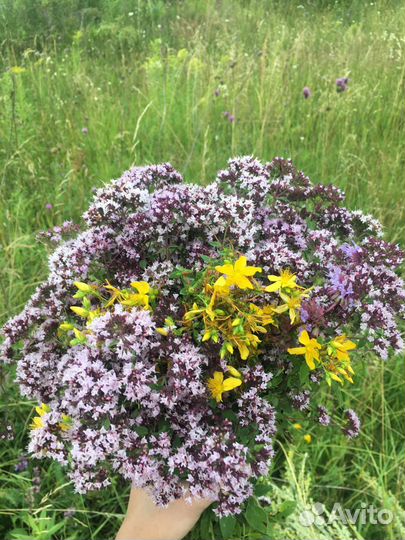 Трава душица