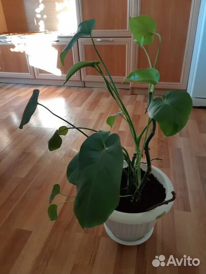 Продам Монстеру