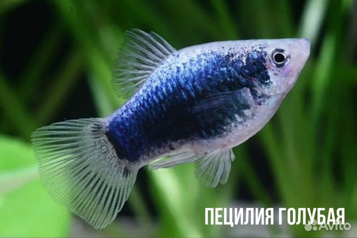 Аквариумные рыбки