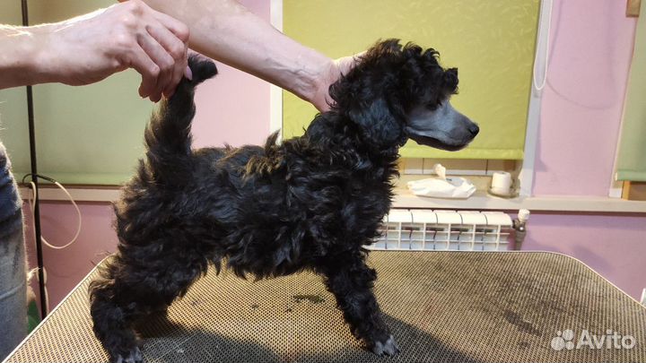 Пудель