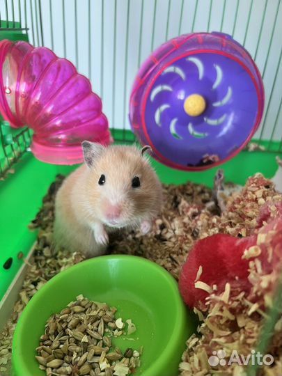 Клетка для хомяка