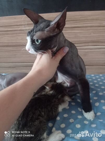 Канадский сфинкс