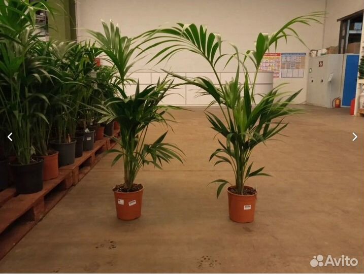 Ховея форстериана