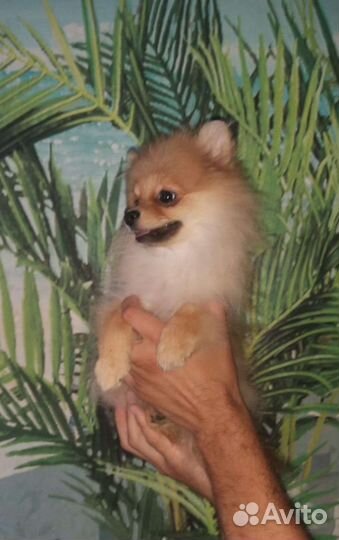 Девочка 4,5 месяца Померанский шпиц