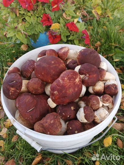 Грибы белые