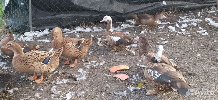 Мясо птицы утки индоутки гуси картофель