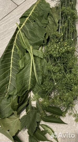 Свежие ягоды кабачки тыквы огурцы зелень