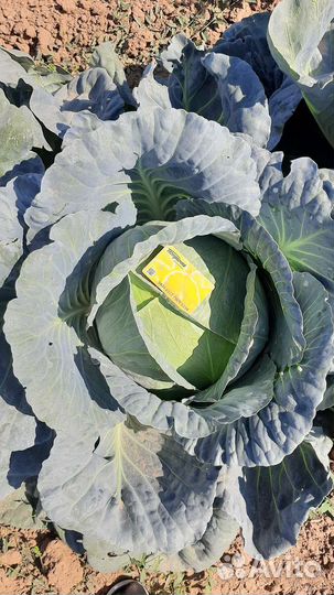 Капуста агрессор