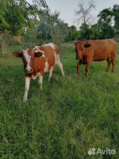 Продаются телки