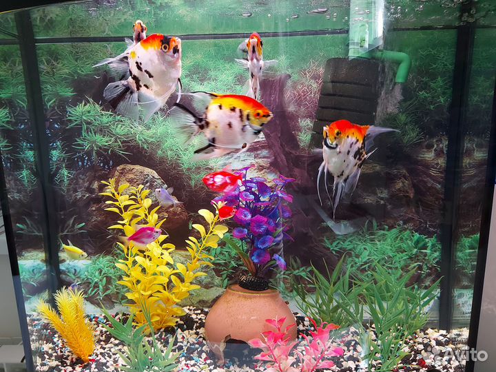 Аквариум с рыбками
