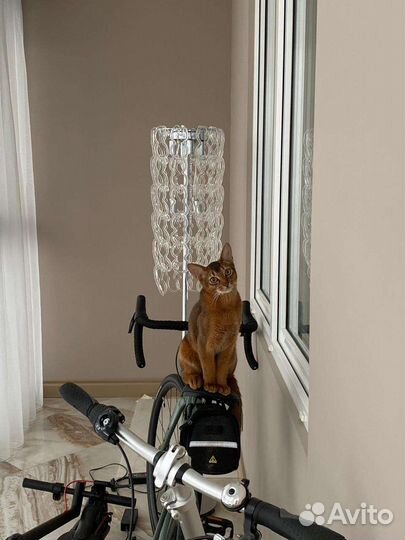 Абиссинский кот вязка