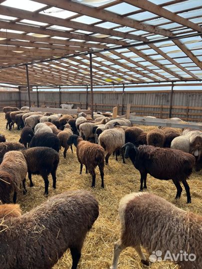 Овцы котные