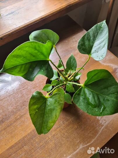 Антуриум Фентази Лав