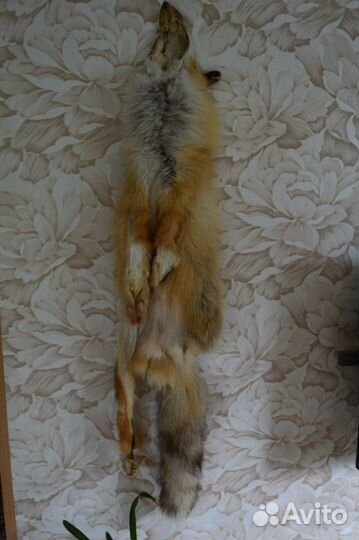 Лисья шкура