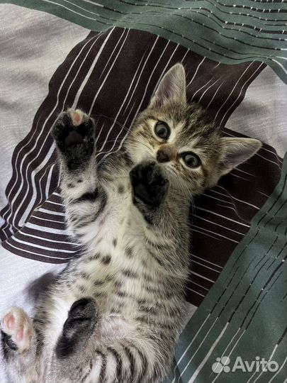 Котенок в добрые руки