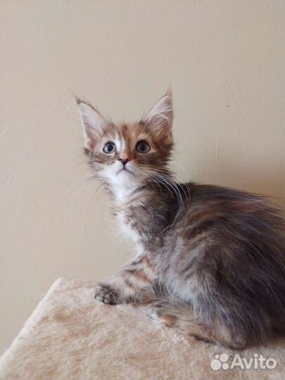 Котята мейн-кун полидакт