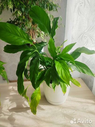 Растение Спатифиллум (женское счастье)