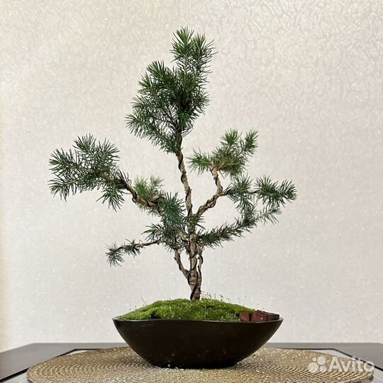 Дерево бонсай ель