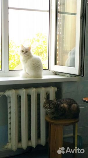 Кошечка в добрые руки