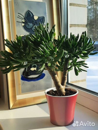 Крассула хоббит