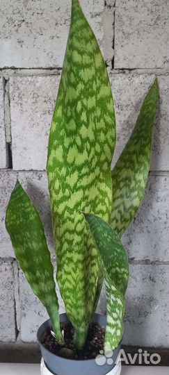 Сансевиерии сортовые