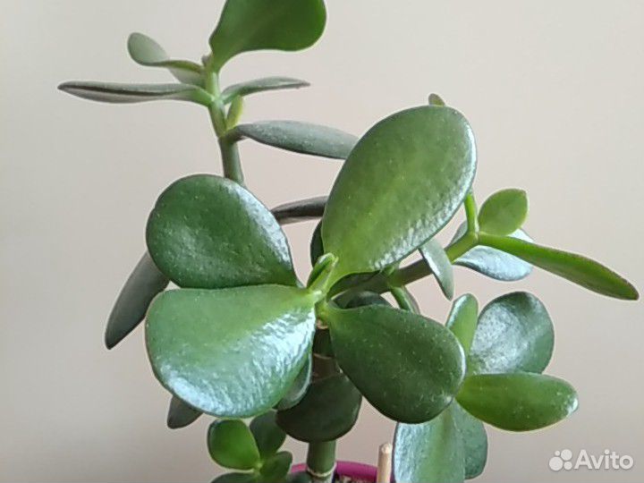 Дерево денег толстянка