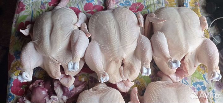 Куры бройлеры тушки мясо