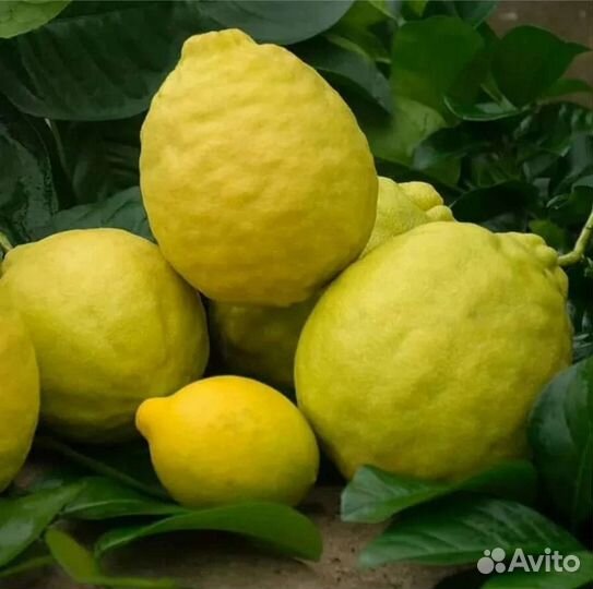 Лимон Пандероза