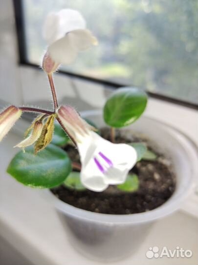 Мини примулина (хирита) Тамиана