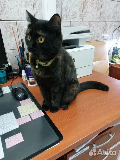 Кошка в добрые руки бесплатно