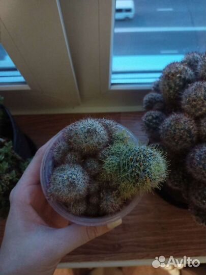 Кактусы и суккуленты