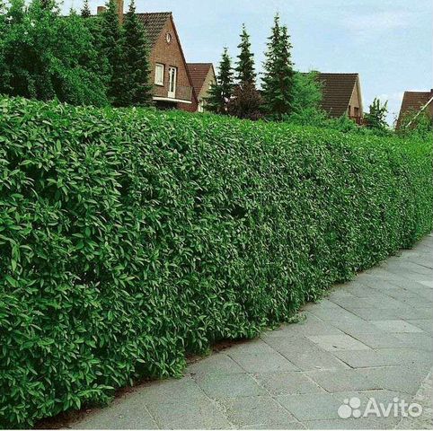 Живая изгородь