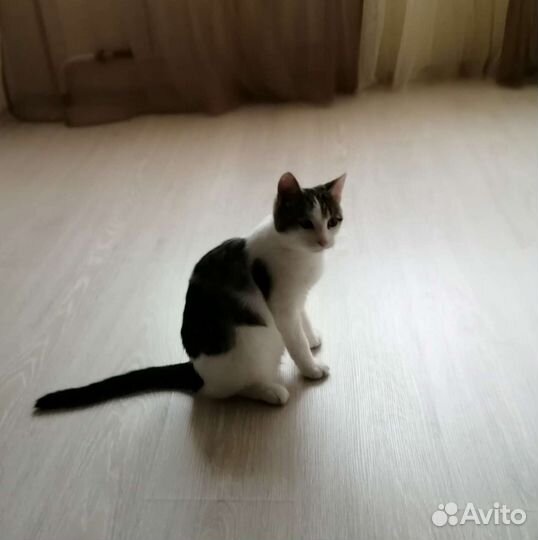 Кот в дар, кастрат