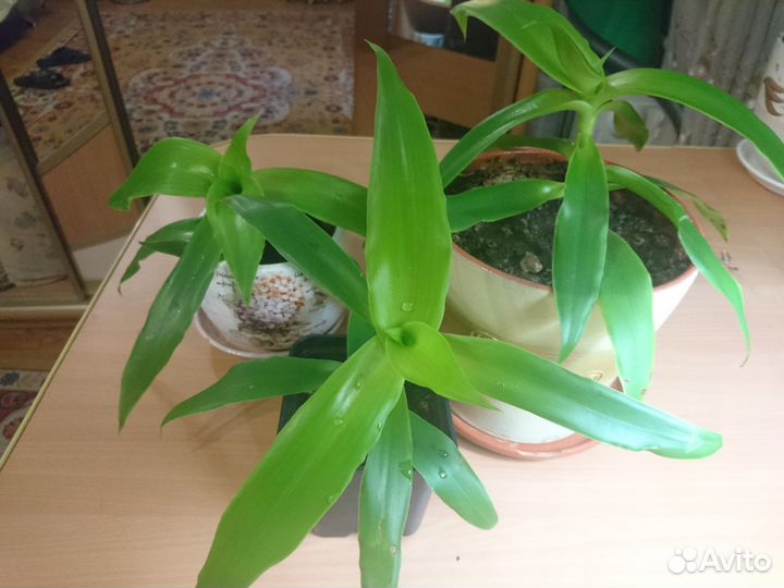 Алоэ вера, каланхоэ, золотой ус, индийский лук