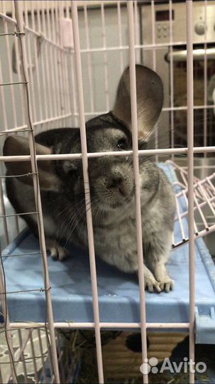 Шиншилла с клеткой, витриной и прочее