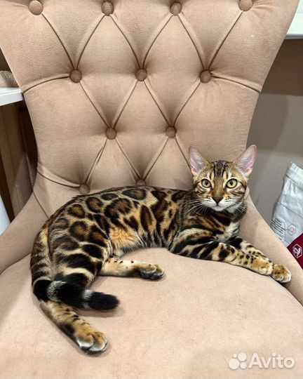 Бенгальский кот