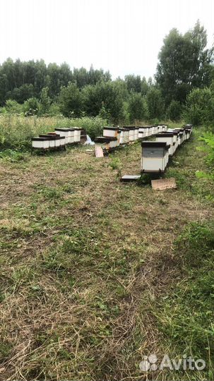 Пчелы, пакеты 2024