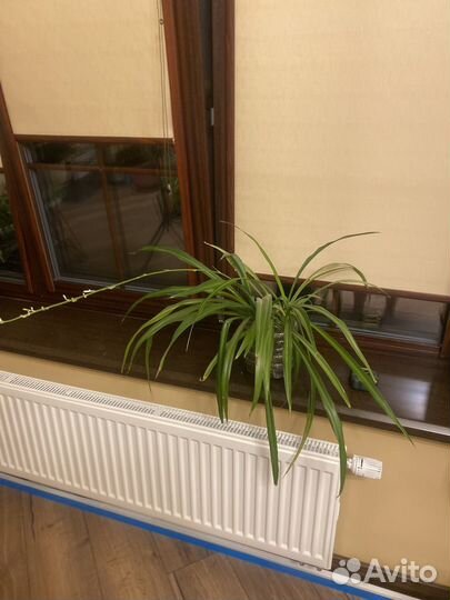 Хлорофитумы