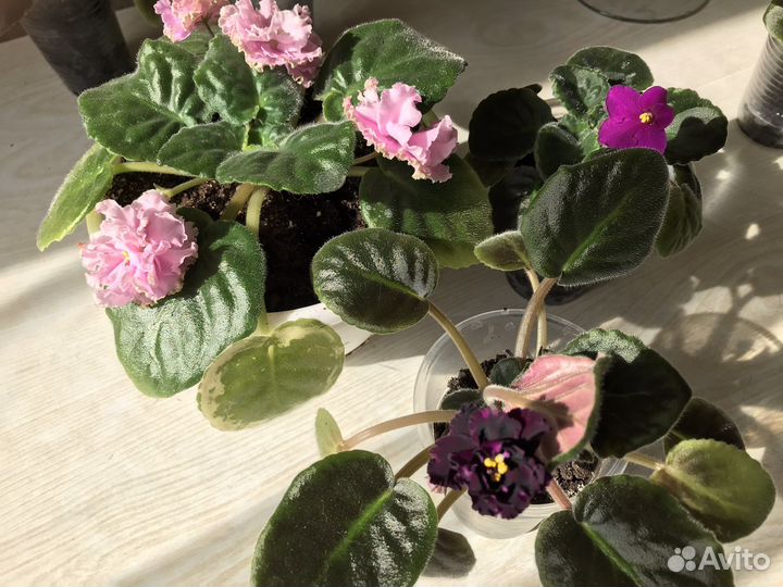 Фиалка (детка)