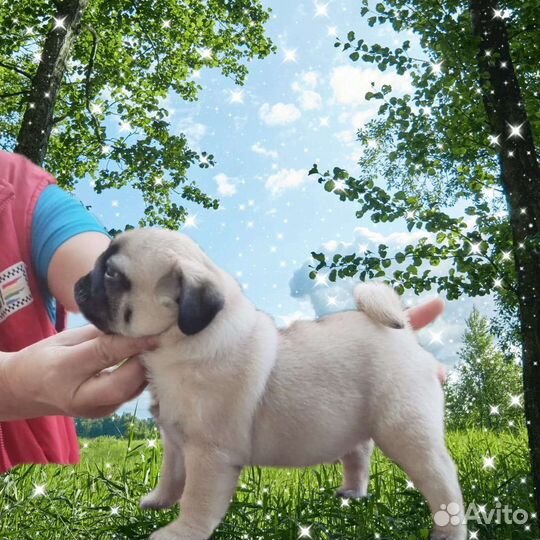 Щенки мопса