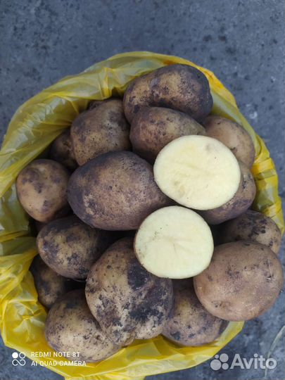 Продам картофель