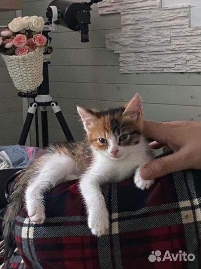 Котенок 2 месяца девочка трехцветка