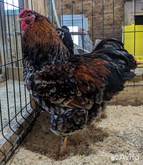 Семья кур виандот толбунт