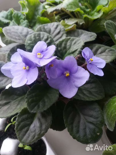 Сортовые фиалки