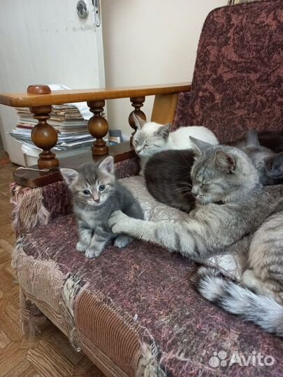 Котята в добрые руки 1 месяц