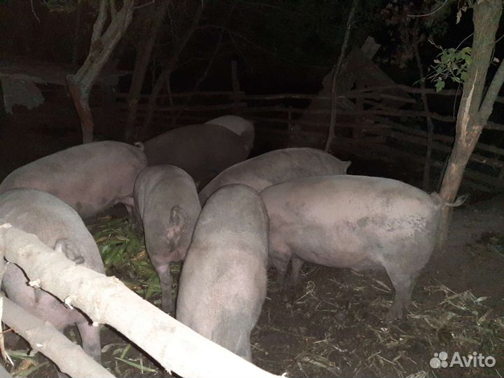 Мясо свинина