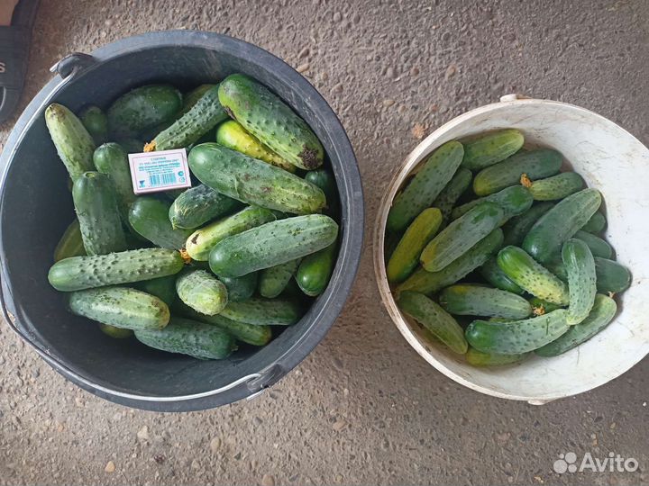 Огурцы домашние