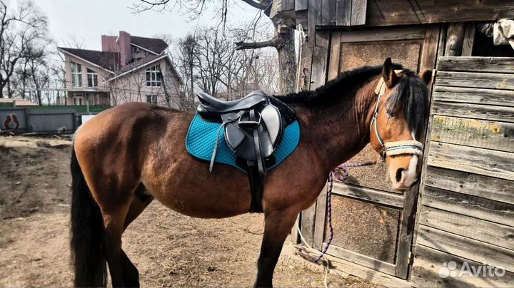 Конкурное седло